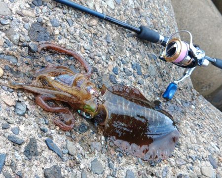 デイエギングで胴長２０ｃｍ